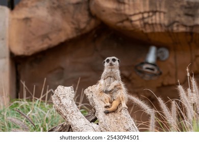 A cute meerkat sitting on a log in its natural habitat, showcasing the animal's curious and alert nature in a serene outdoor setting. - Powered by Shutterstock