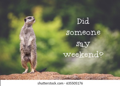 16 Say That Animal Meerkat Images, Stock Photos & Vectors | Shutterstock