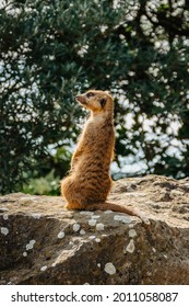 Funny Suricate Images Stock Photos Vectors Shutterstock