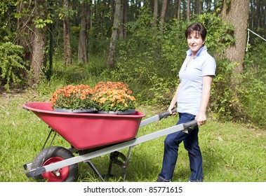 Cute Middle Age Senior Woman Suburban Housewife Gardening Planting Chrysanthemums Mums In Wheel Barrow In Backyard