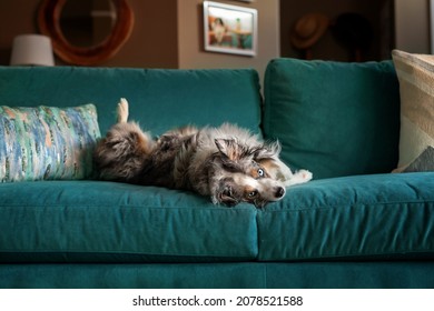 cute mini aussie rolls over on the sofa - beautiful miniature australian shepherd gets cozy on a velvet sofa