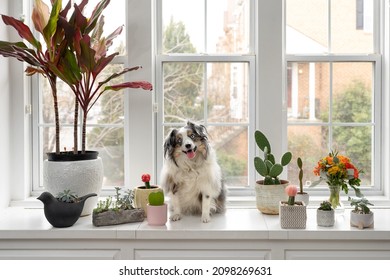 cute mini aussie smiling with tongue hanging out - sitting dog with plants