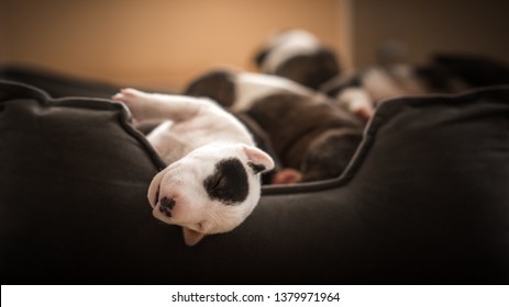 Cute Mini Bull Terrier Puppy