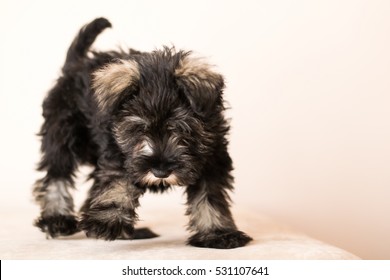 Cute Mini Schnauzer Puppy