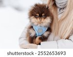 cute miniature brown pomeranian spitz sitting in hands of young caucasian blonde woman outdoors in park in winter snowy day, copy space