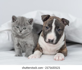 Cute Miniature Bull Terrier Puppy And Cute Kitten Sit Together Under Warm Blanket On A Bed At Home