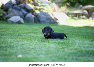 Cute miniature dachshund Puppy playing on a grass field