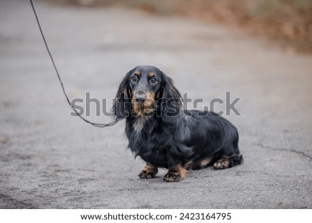Cute miniature longhaired  dachshund puppy outdoor  portrait