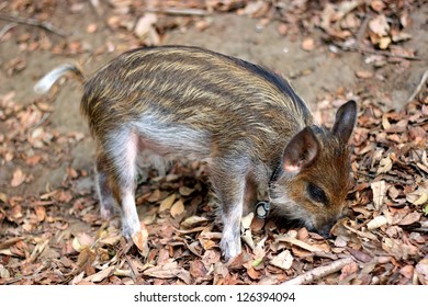 Cute Miniature Pig Piglet