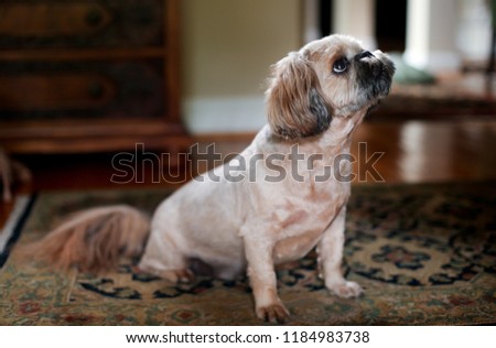 Cute Miniature Pug Puppy Dog Mix Stands on Oriental Rug Watching