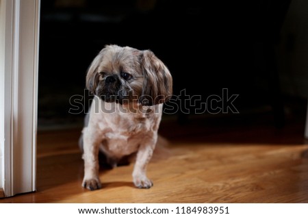 Cute Miniature Pug Puppy Dog Mix Stands on Hardwood Floor Watching