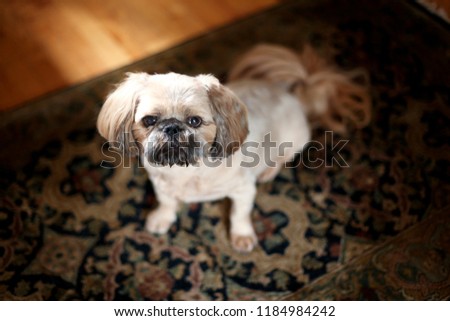 Cute Miniature Pug Puppy Dog Mix Stands on Oriental Rug Watching