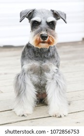 Cute Miniature Schnauzer