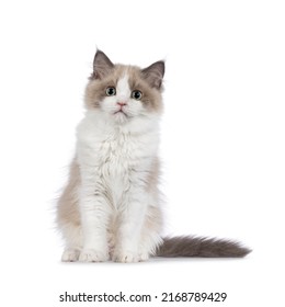 Cute mink Ragdoll cat kitten, sitting up facing front. Looking towards camera with aqua greenish eyes. Isolated on a white background.