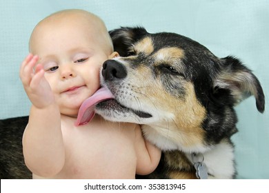 A Cute Mix Breed Adopted German Shepherd Dog Is Lovingly Licking The Cheek Of A Baby Girl.