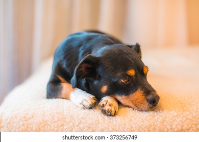 Cute Mix Puppy lying on Human Bed, selective focus