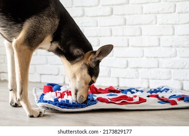 cute mixed breed dog playing on soft washable snuffle rag rug for hiding dried treats for dogs nose work on white background, front view. Intellectual games with pet.