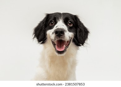 cute mixed breed dog portrait isolated on white - Shutterstock ID 2381507853