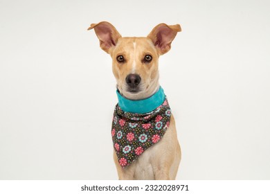 cute mixed breed dog wearing a bandana - Shutterstock ID 2322028971