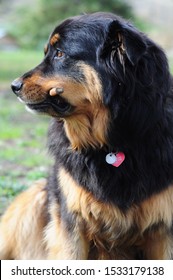 Cute Mixed Breed Rottweiler Chow Dog Chews Bully Stick Treat And Poses For Portraits Happily 