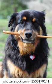 Cute Mixed Breed Rottweiler Chow Dog Chews Bully Stick Treat And Poses For Portraits Happily 