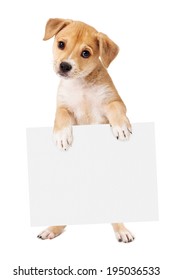 A cute mixed retriever mixed breed dog standing up and holding a blank sign for you to enter your marketing message onto