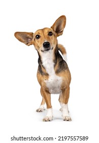 Cute mixed stray dog with big ears, standing facing front. Looking towards camera. Isolated on white background. - Shutterstock ID 2197557589