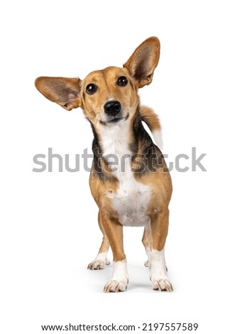 Cute mixed stray dog with big ears, standing facing front. Looking towards camera. Isolated on white background.