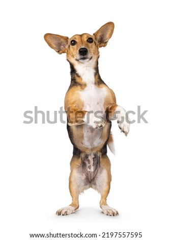 Cute mixed stray dog with big ears, standing facing front on hind legs. Command dance. Looking towards camera. Isolated on white background.