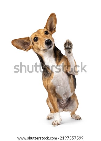 Cute mixed stray dog with big ears, sitting up facing front. One paw high in the air waving. Looking away from camera. Isolated on white background.