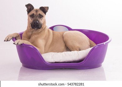 Cute Mongrel Dog In A Plastic Bed Isolated On The White Background