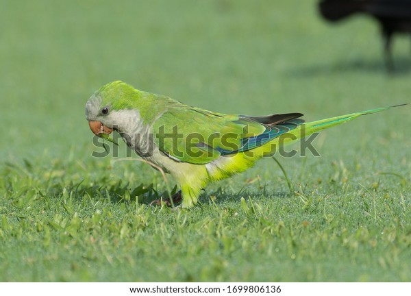 Cute Monk Parakeet\
foraging in the grass. 