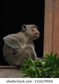 Cute monkey.