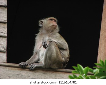 Cute Monkey.