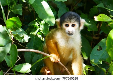 10,303 Amazon monkey Images, Stock Photos & Vectors | Shutterstock