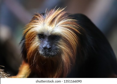 Cute Monkey At The Chester Zoo