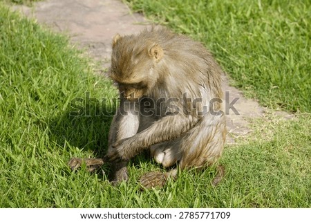 Cute monkey drying off after bathing, showcasing natural animal behavior and playful expression in outdoor environment