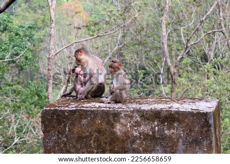 Cute monkey family, mother monkey breastfeeding her baby 