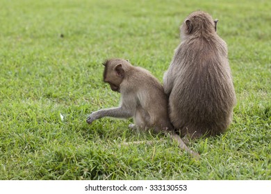 Cute Monkey Forest