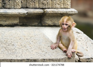 Cute monkey forest child 