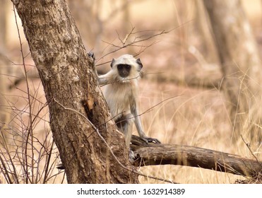 Cute Monkey Hide And Seek  Business Mode On  