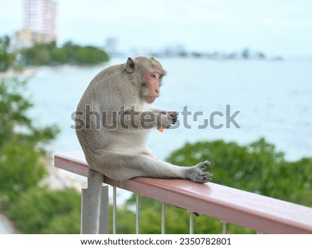 A  cute monkey at Khao Sam Muk Viewpoint, Bang Saen District, Chonburi Province, THAIALND 