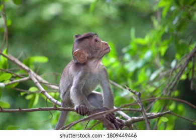 A cute monkey lives in a natural forest of Thailand.
