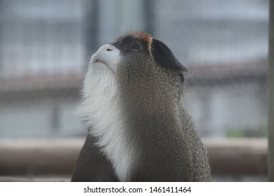 A cute Monkey looking up