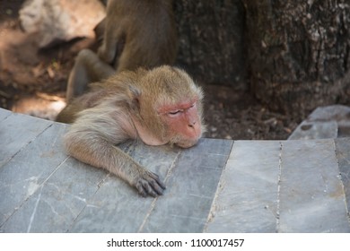 Cute monkey in the mood.