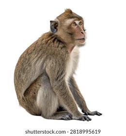 Cute monkey sitting isolated in