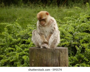 A cute monkey sitting on a tree trunk