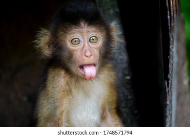 3,122 Cynomolgus monkeys Images, Stock Photos & Vectors | Shutterstock