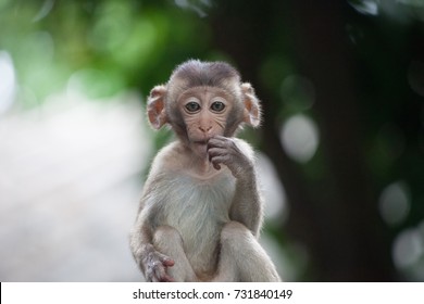 3,122 Cynomolgus monkeys Images, Stock Photos & Vectors | Shutterstock