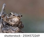 Cute moor frog (Rana arvalis) is a slim, reddish-brown, semiaquatic amphibian native to Europe and Asia. It is a member of the family Ranidae, or true frogs; 